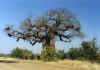 Baobab, Kruger Park, Aryka Poudniowa