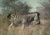 Zebra, Kruger Park, Aryka Poudniowa