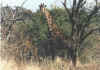 yrafa, Kruger Park, Aryka Poudniowa